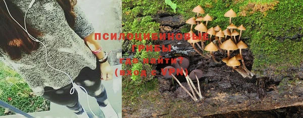 PSILOCYBIN Карталы